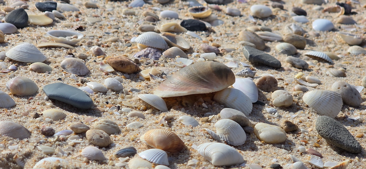 Strand bei Culatra